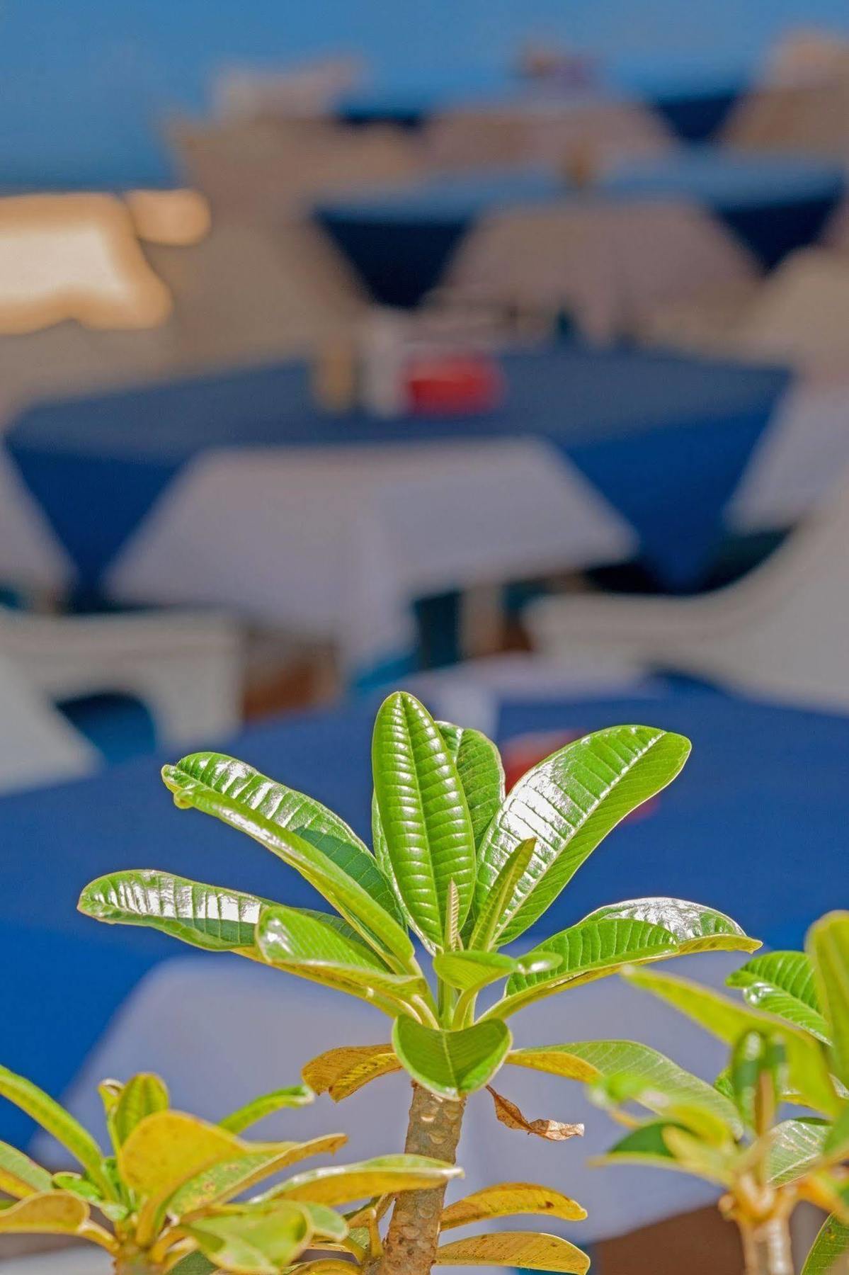 Bed and Breakfast Cuba Agonda Esterno foto